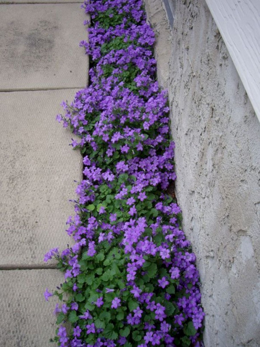 Обриета Парпл