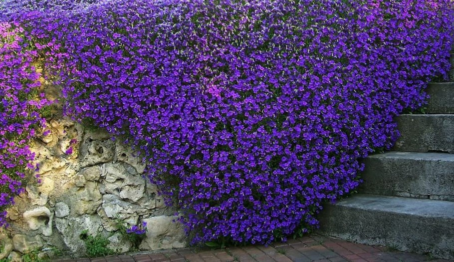 Обриета Лазурный берег