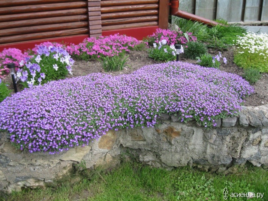 Обриета р9 Каскад Блю