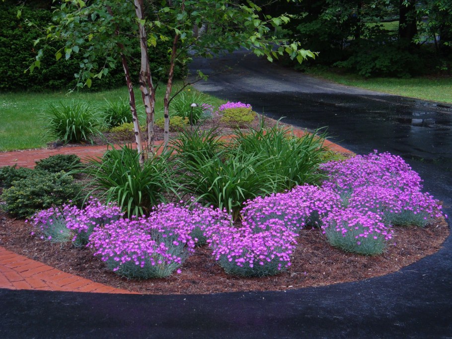 Флокс шиловидный бордюр