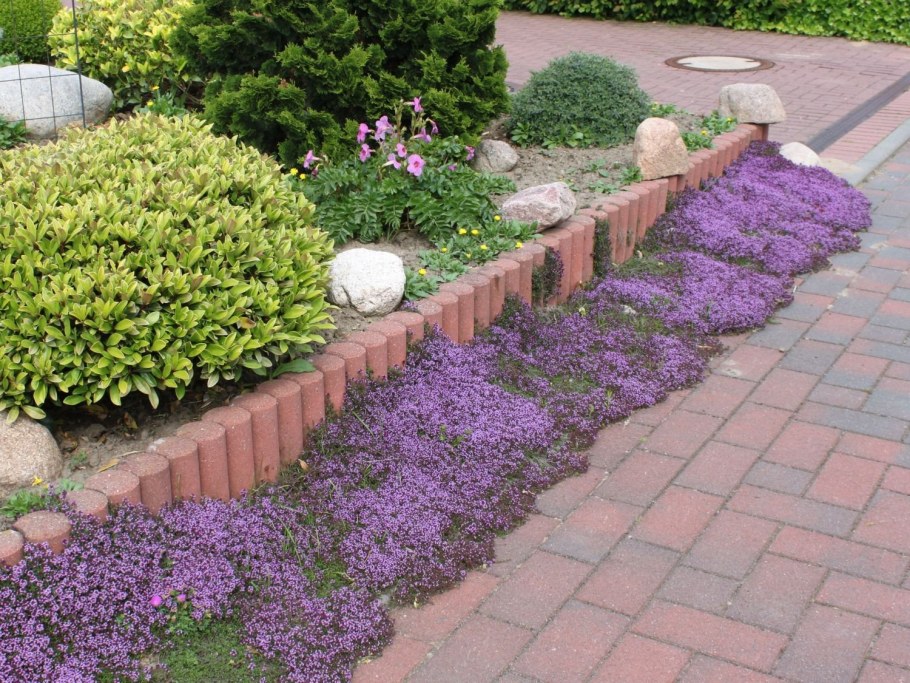 Тимьян Кокцинеус