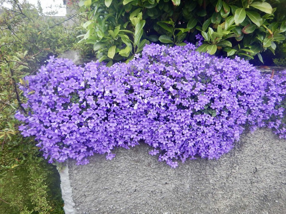 Флокс шиловидный Emerald Blue