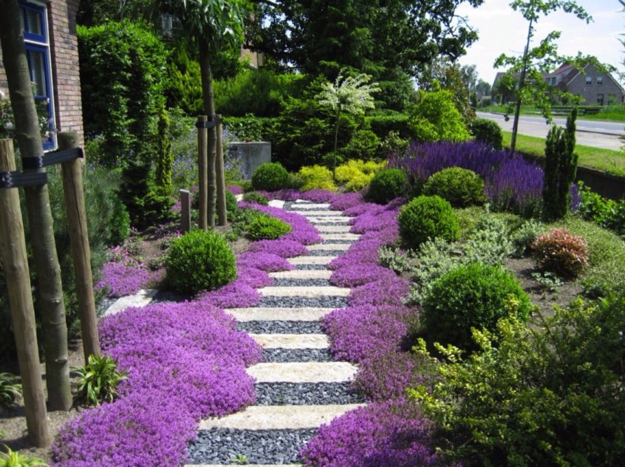 Почвопокровные тимьян ползучий