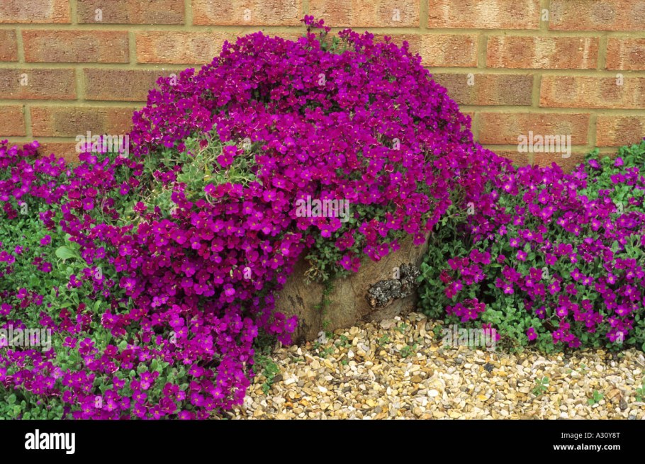 Обриетта гибридная Одри ред