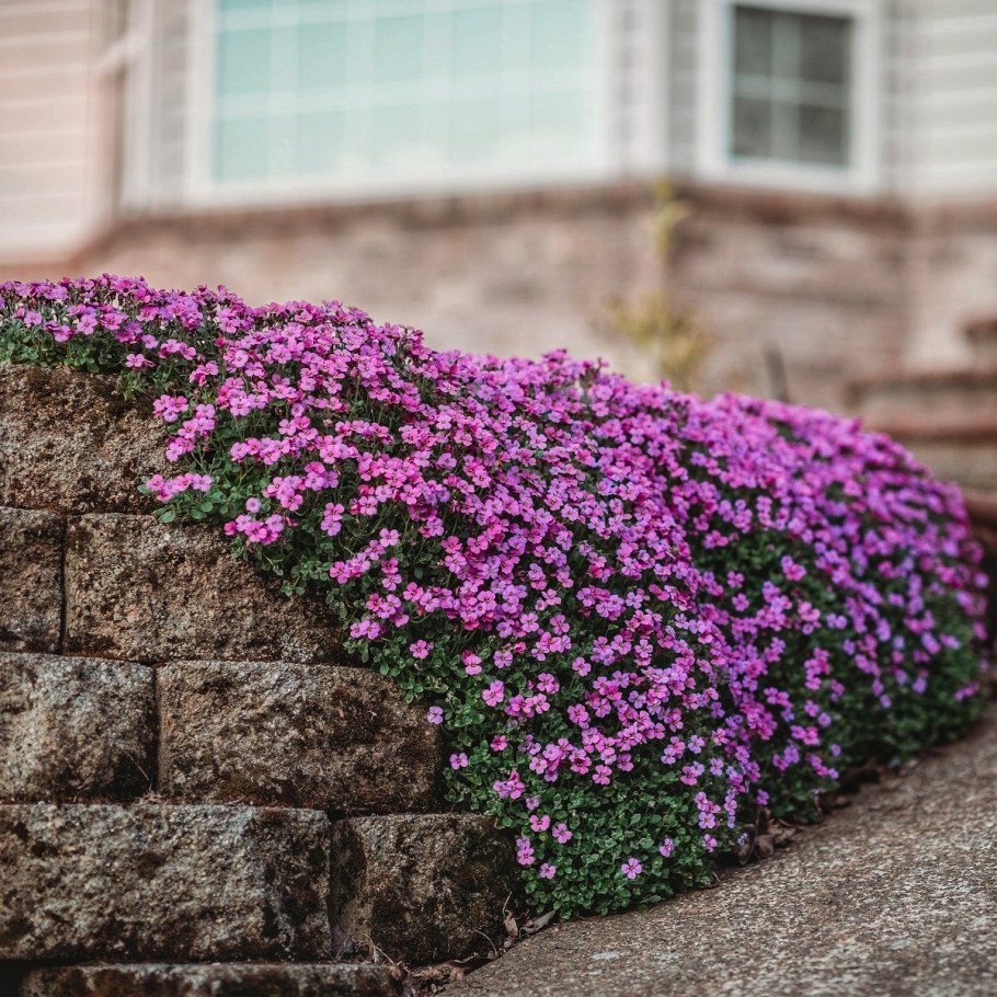Цветы Обриета Лазурный берег
