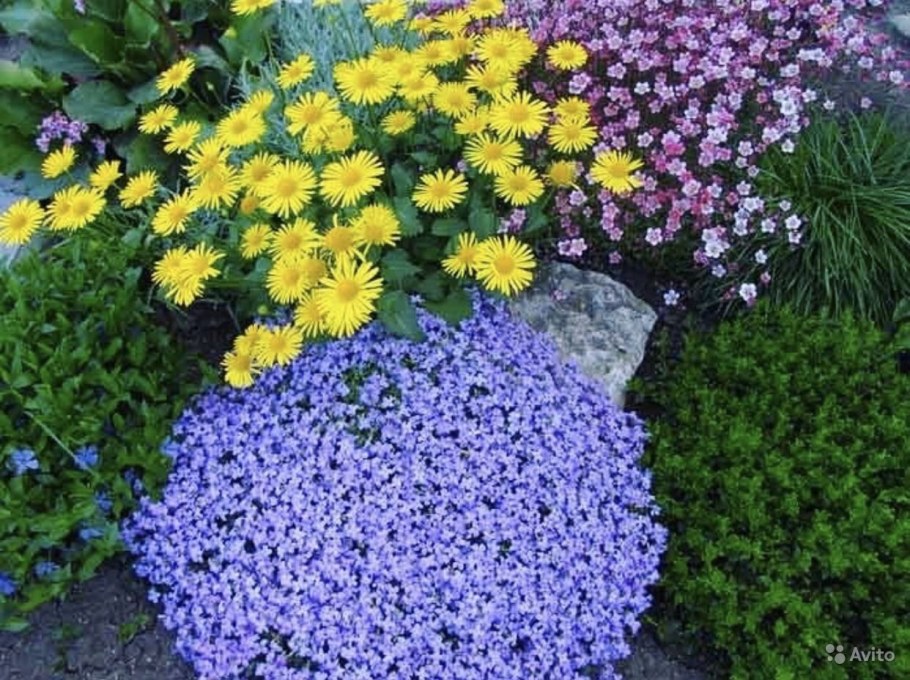 Обриета на клумбе