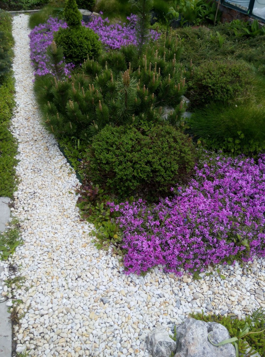 Флокс стелющийся шиловидный