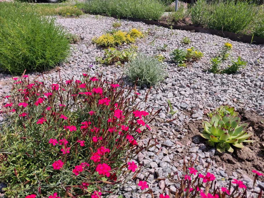 Гвоздика травянка многолетняя