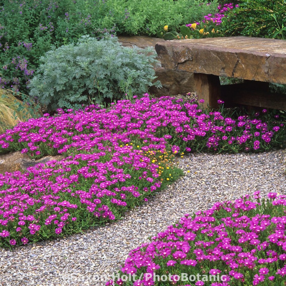 Флокс шиловидный цвергентеппич