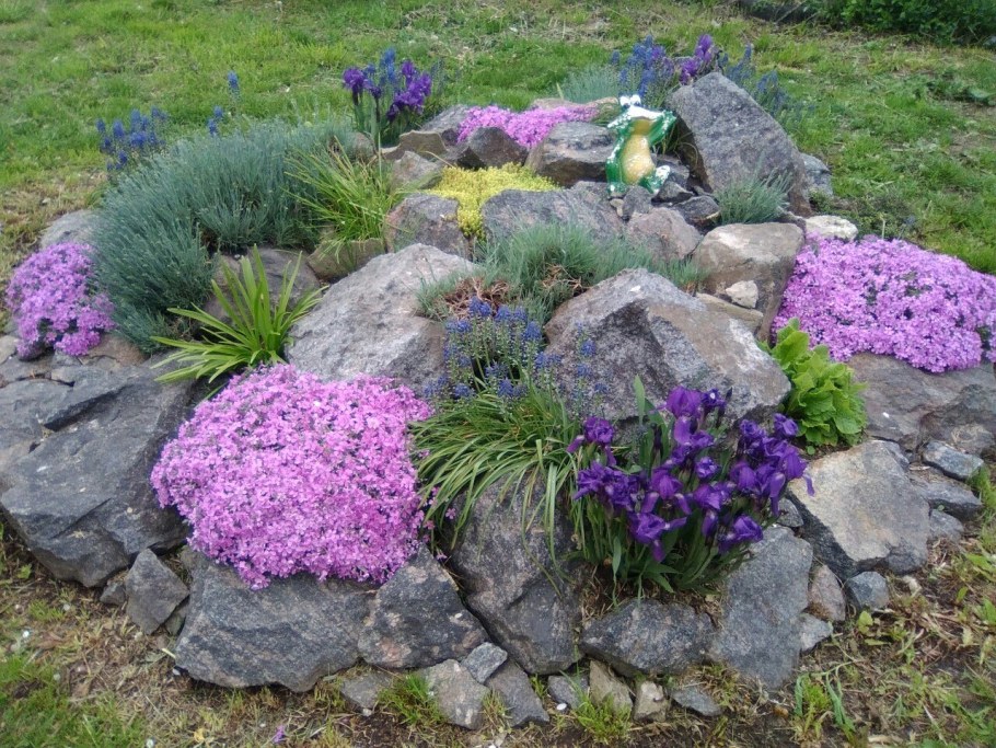 Флокс шиловидный на альпийской Горке