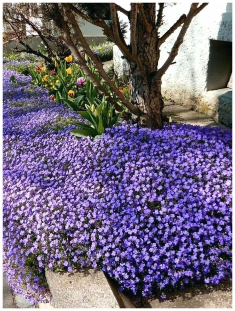 Цветы Обриета Лазурный берег