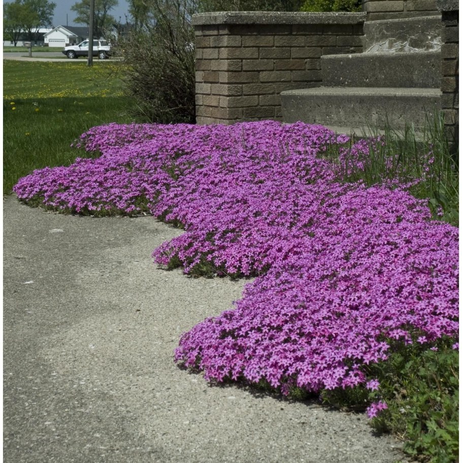 Флоксы почвопокровные стелющиеся