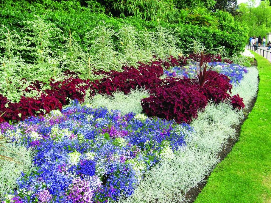 Рабатка Тунберга