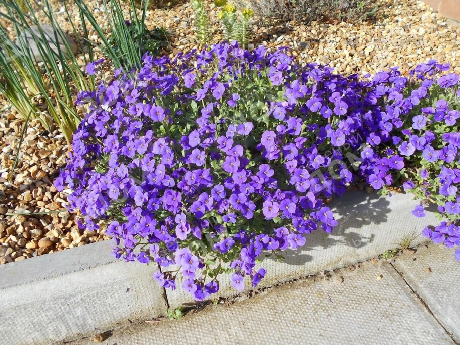 Обриета (аубреция)