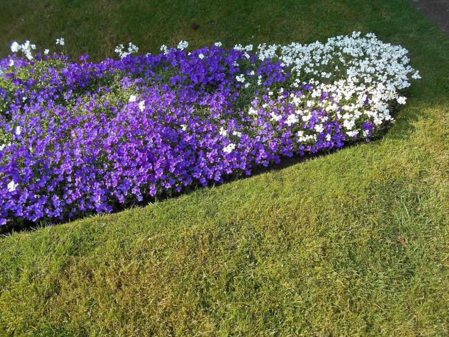 Почвопокровные многолетники Обриета