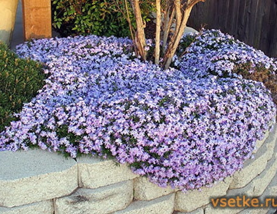 Флокс стелющийся шиловидный