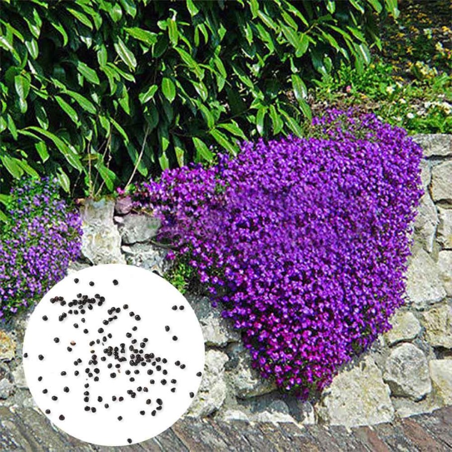 Обриета пурпурный Каскад