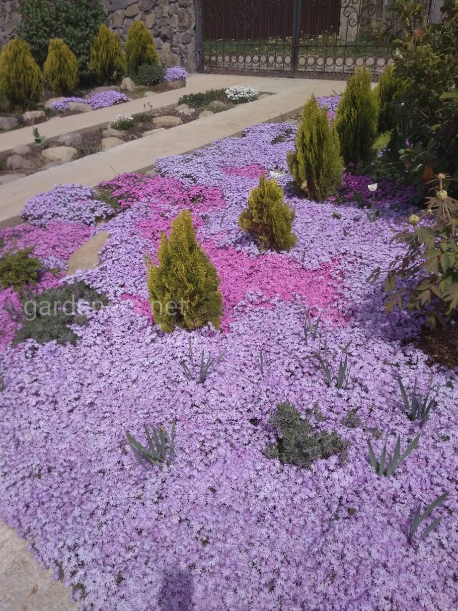 Флокс шиловидный