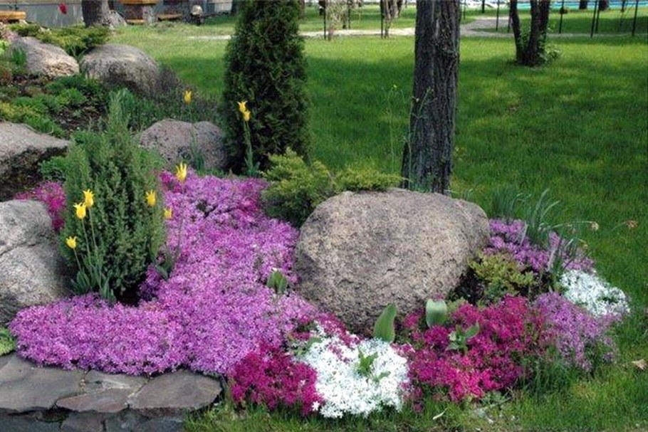 Флокс шиловидный на клумбе