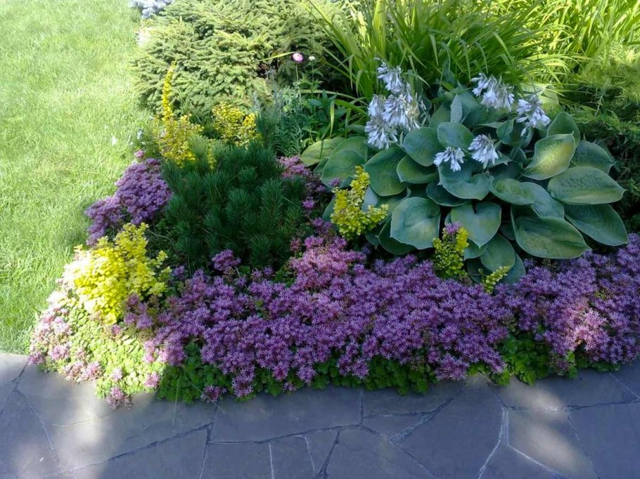 Миксбордер рабатка Люпин Флокс