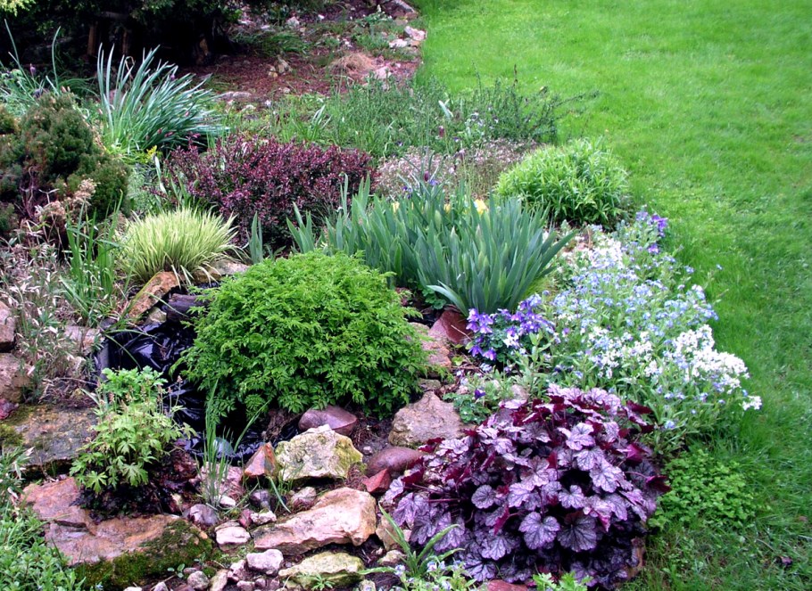 Гейхера и Хоста на клумбе
