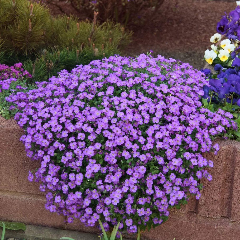 Обриета Лихтилини