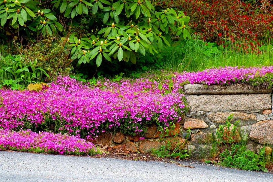 Флокс почвопокровный многолетний