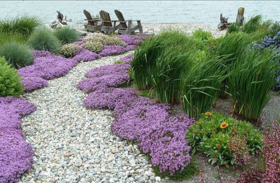 Флокс шиловидный бордюр