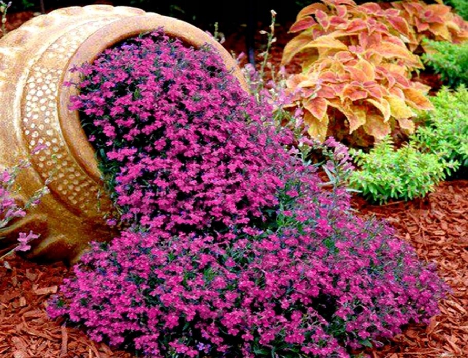 Лобелия почвопокровная