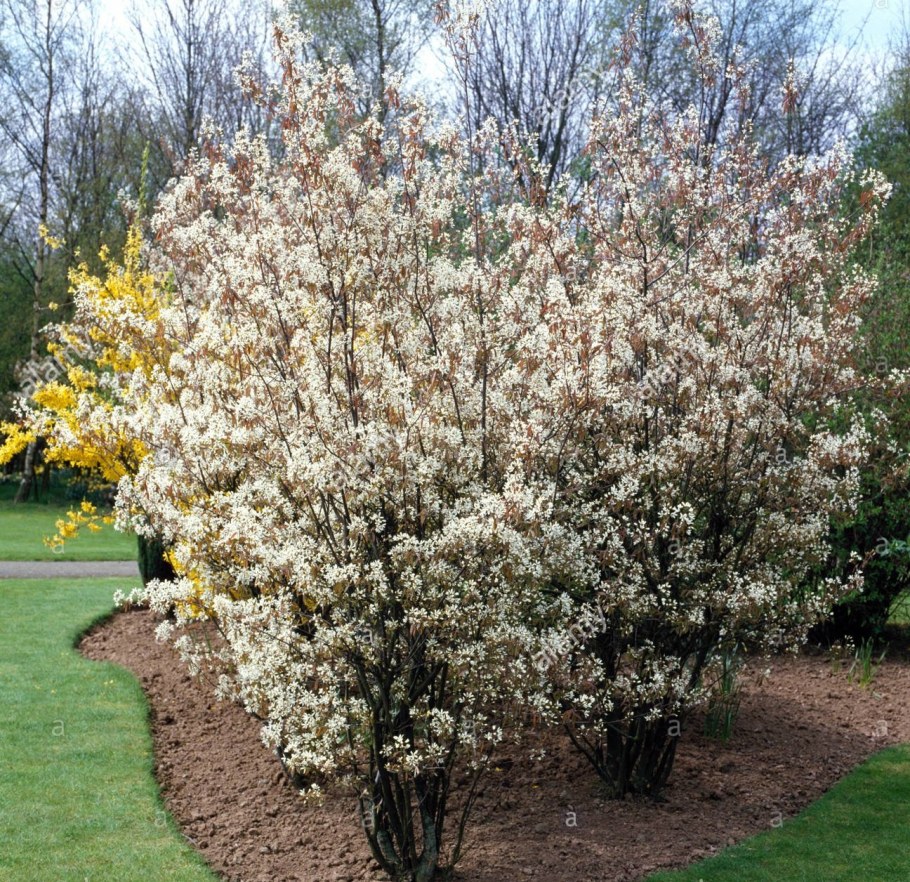 Ирга канадская (Amelanchier canadensis)