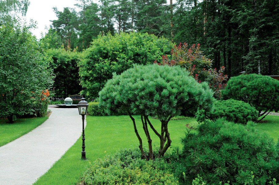 Сосна Горная Ватерери ниваки