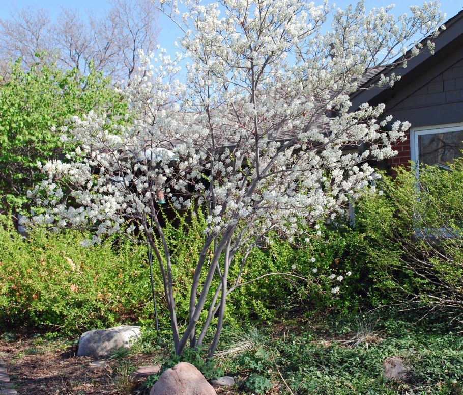 Ирга канадская Ламарка Живая изгородь