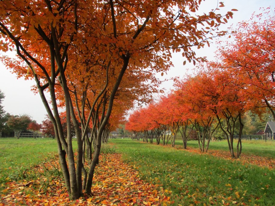 Ирга Ламарка амеланхиер