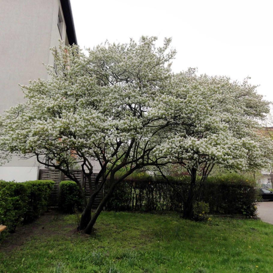 Ирга Ламарка (Amelanchier lamarckii)