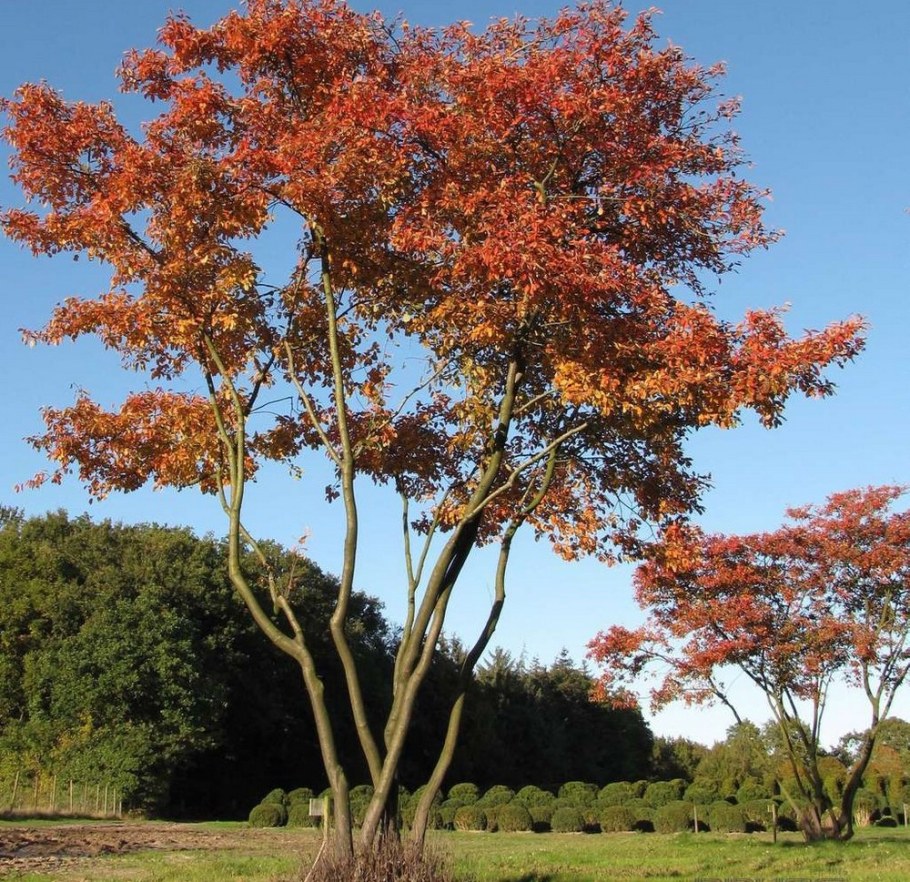 Ирга Ламарка