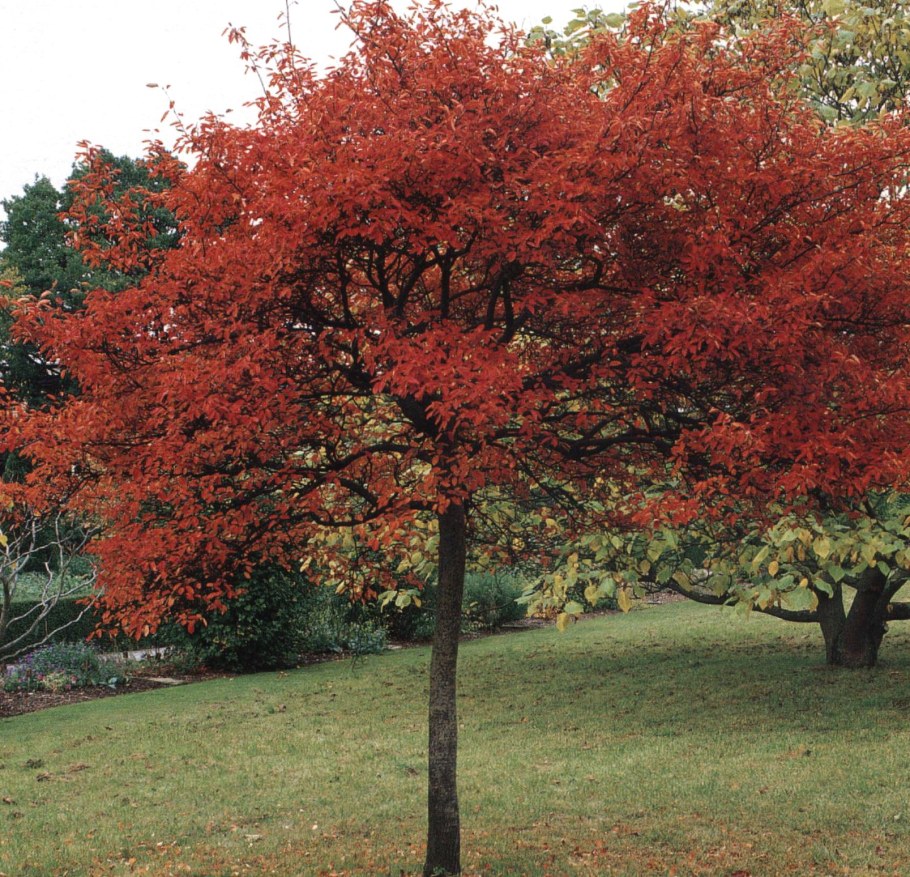 Клен Гиннала куст