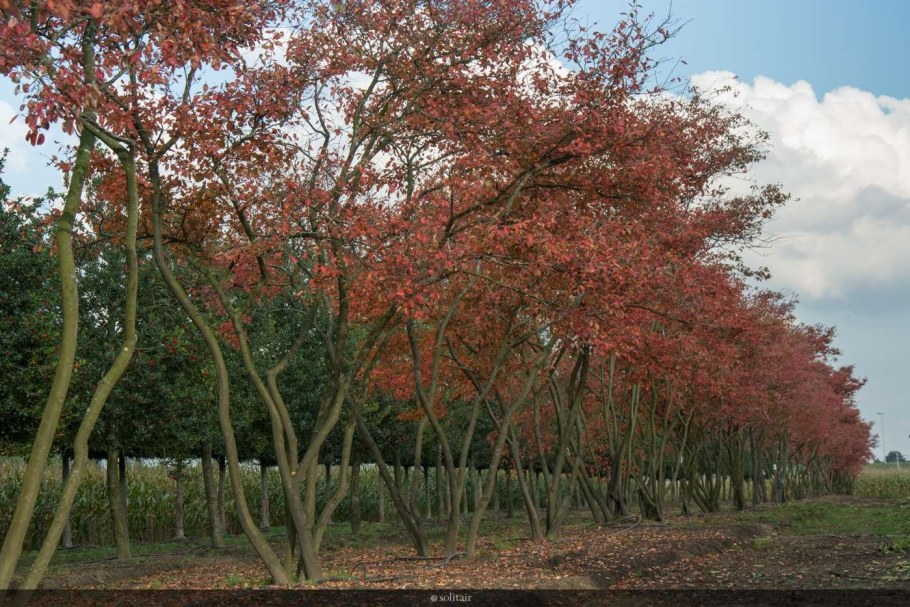 Клен Гиннала изгородь