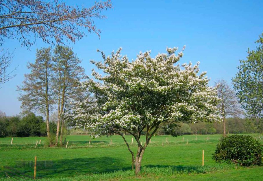 Ирга Ламарка балерина