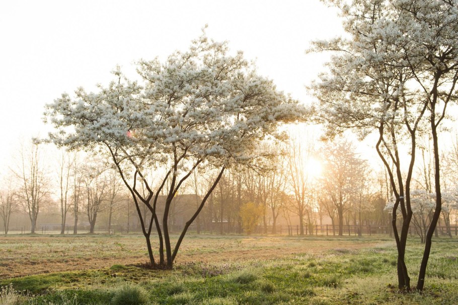 Ирга канадская Amelanchier lamarckii