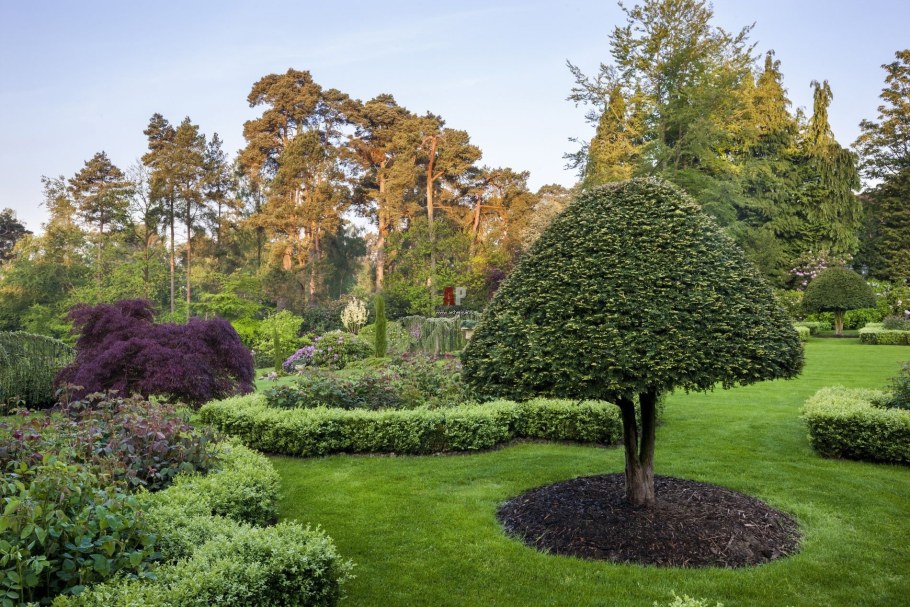 Ирга Ламарка ниваки