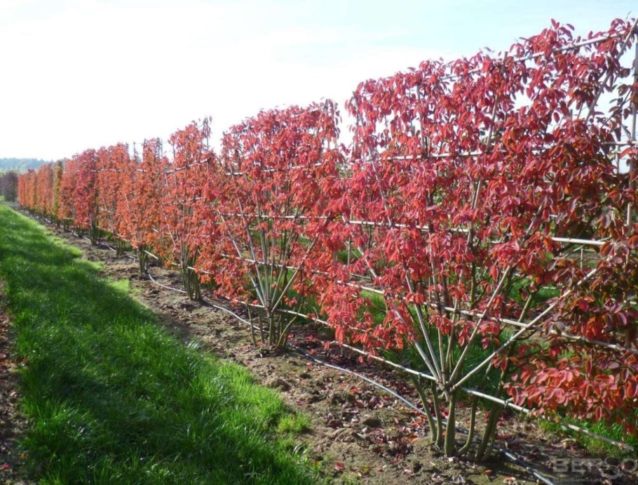 Ирга канадская «Слейт»