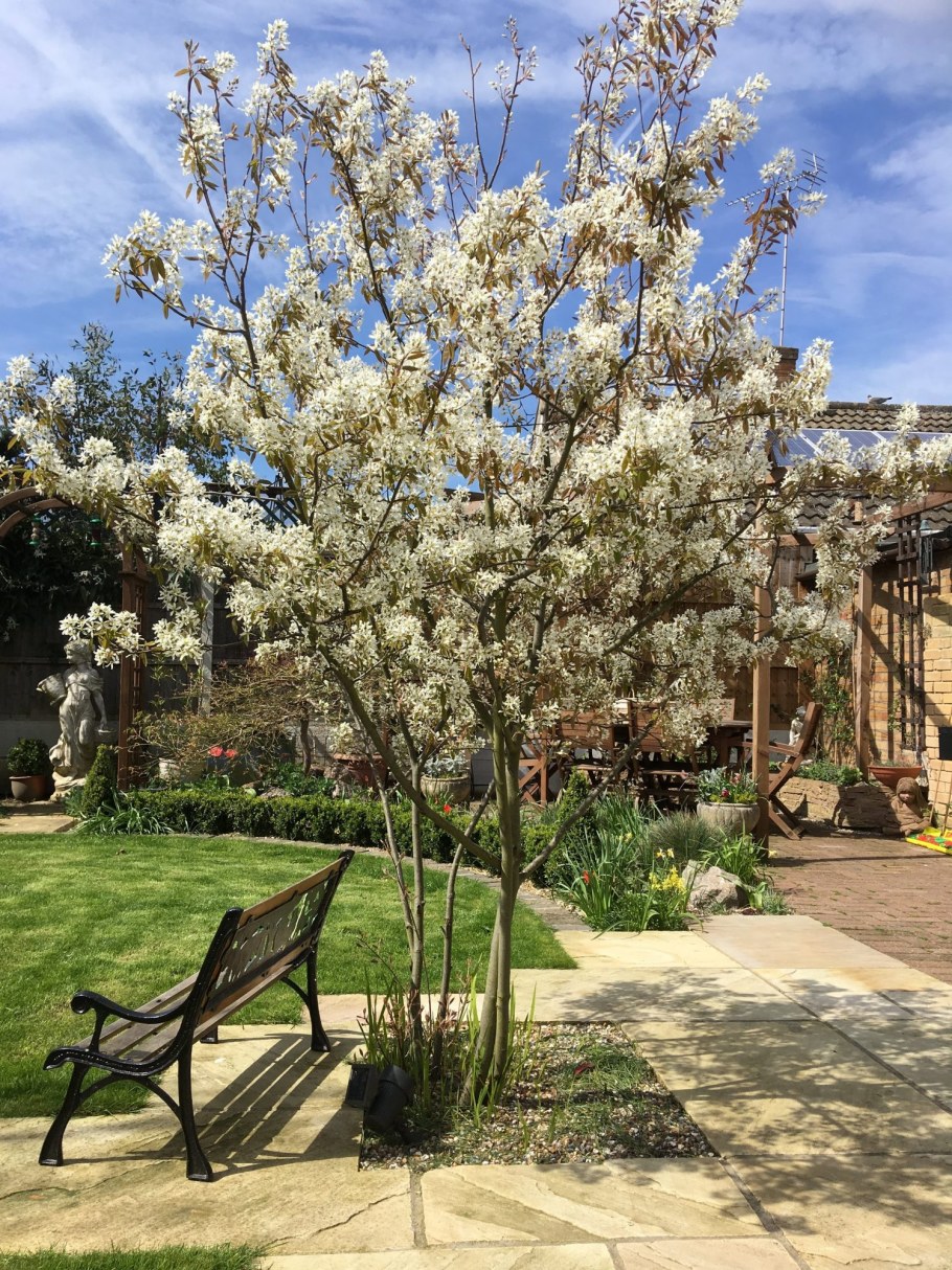 Ирга канадская Amelanchier lamarckii