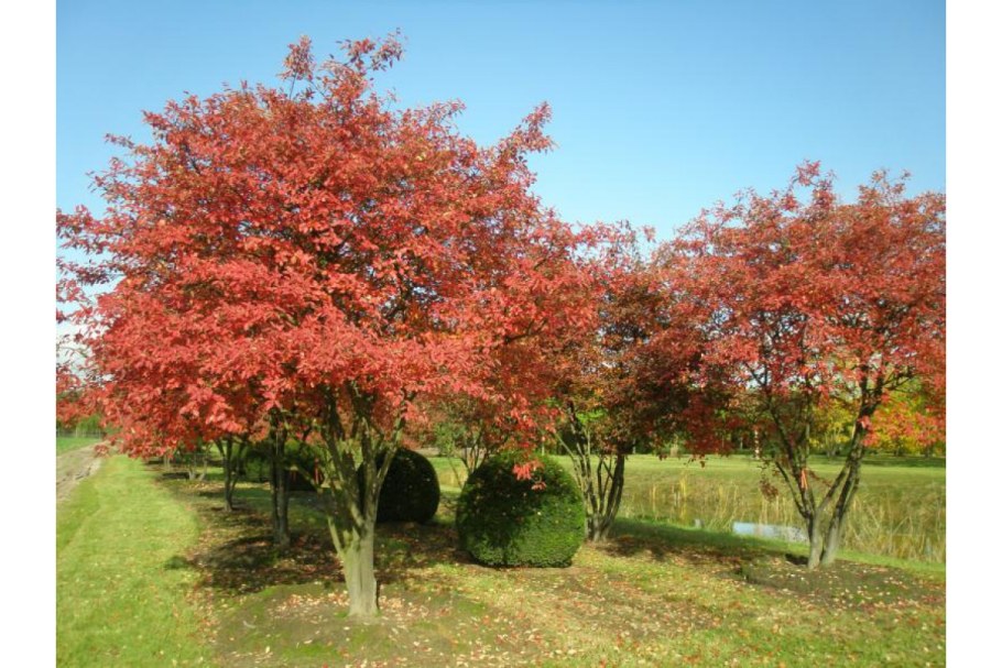 Ирга Ламарка (Amelanchier lamarckii)