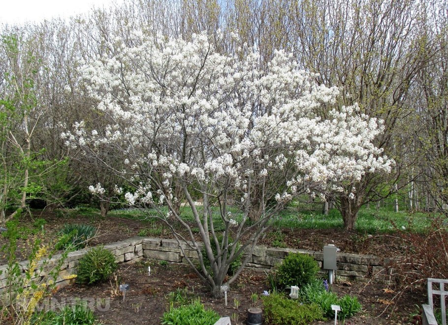 Ирга канадская Ламарка куст