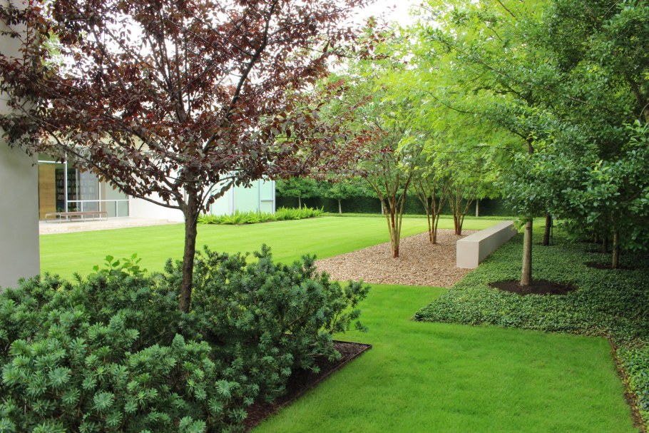 Ирга Ламарка на шпалере