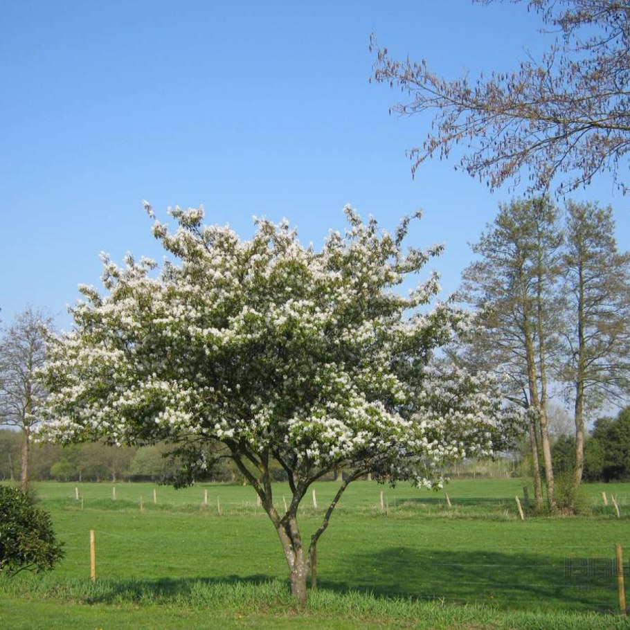 Ирга Ламарка форма зонт