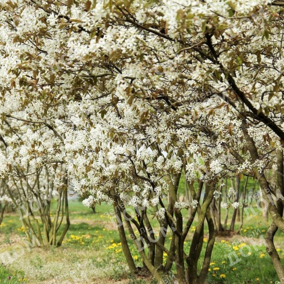 Ирга цветет