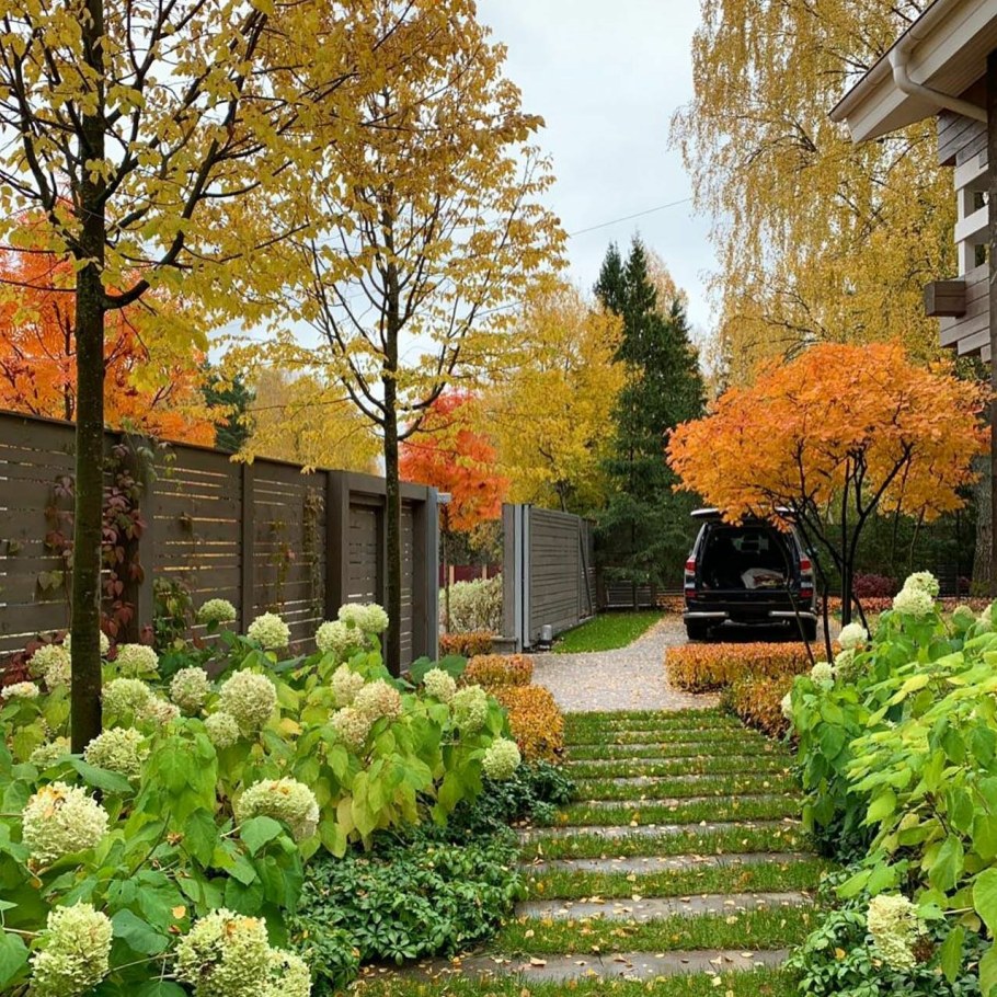 Ирга Ламарка в ландшафтном