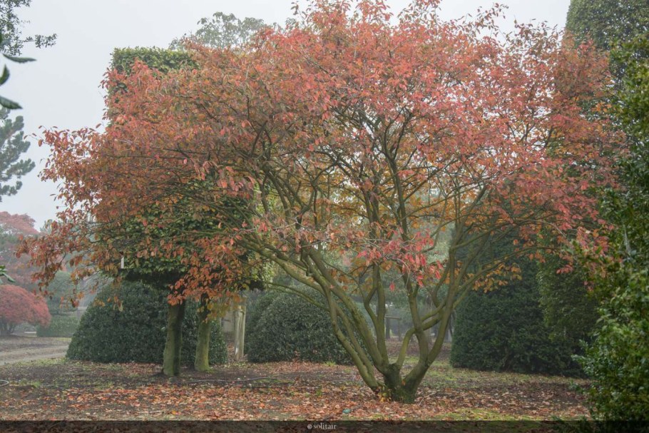 Клен Приречный Гиннала