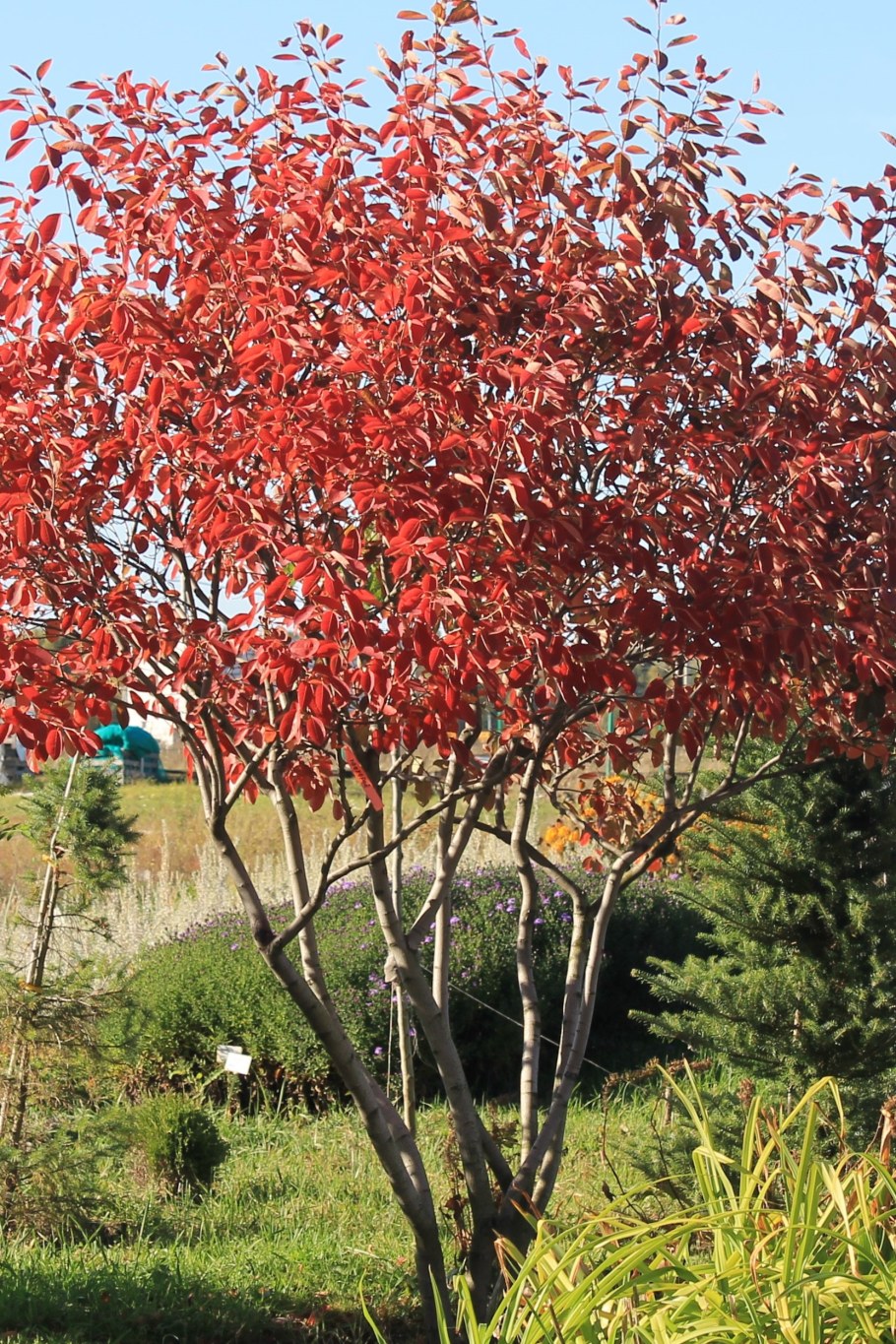 Клен Гиннала